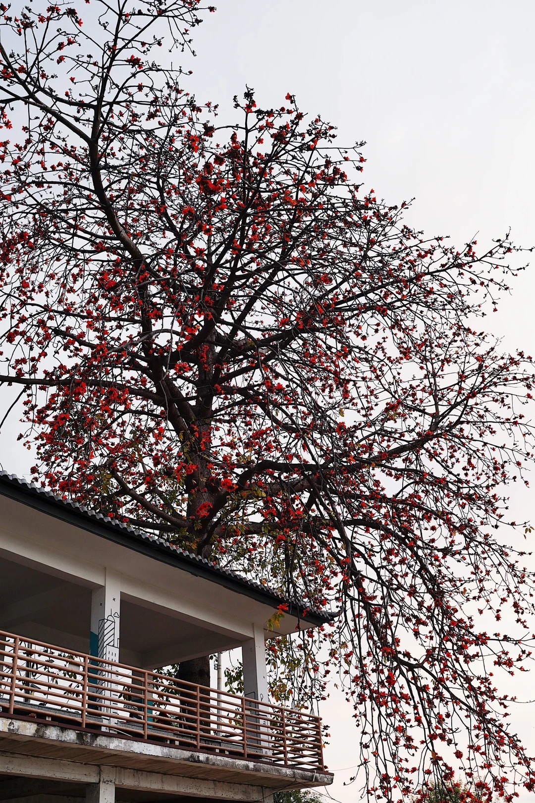 V&igrave; sao hoa gạo thắp lửa đỏ rực cả g&oacute;c trời nhưng người xưa dặn tuyệt đối kh&ocirc;ng trồng s&aacute;t nh&agrave; hay cắm l&agrave;m cảnh?- Ảnh 17.