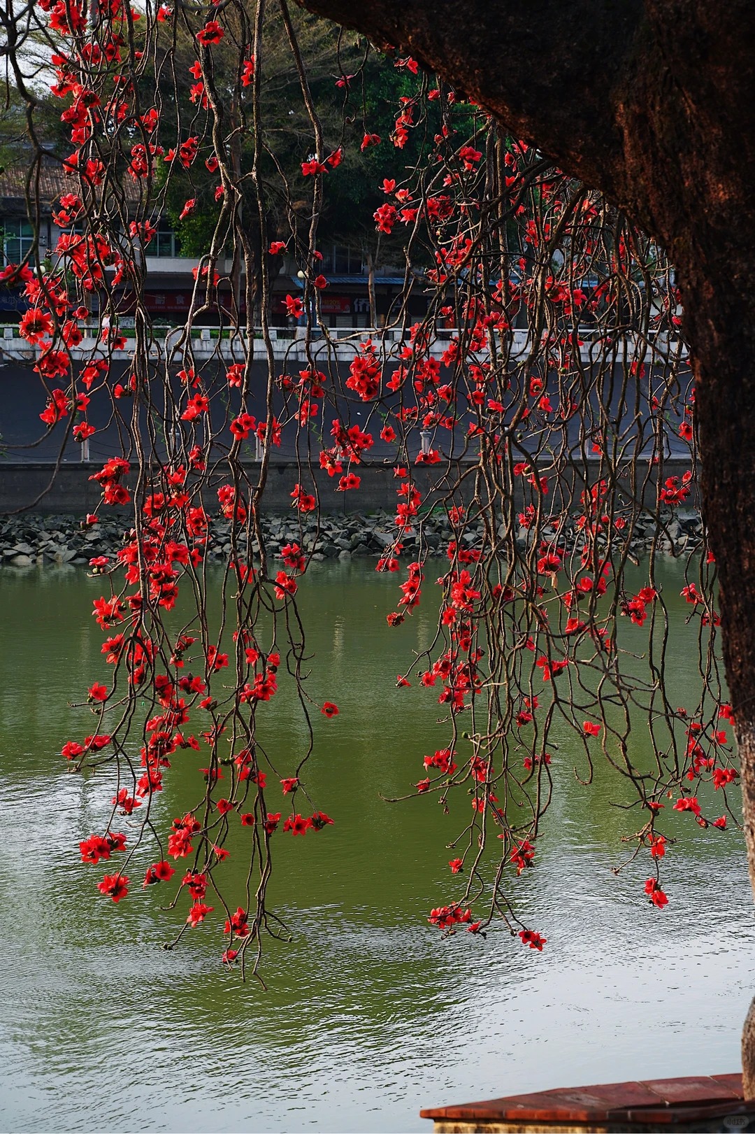 V&igrave; sao hoa gạo thắp lửa đỏ rực cả g&oacute;c trời nhưng người xưa dặn tuyệt đối kh&ocirc;ng trồng s&aacute;t nh&agrave; hay cắm l&agrave;m cảnh?- Ảnh 18.