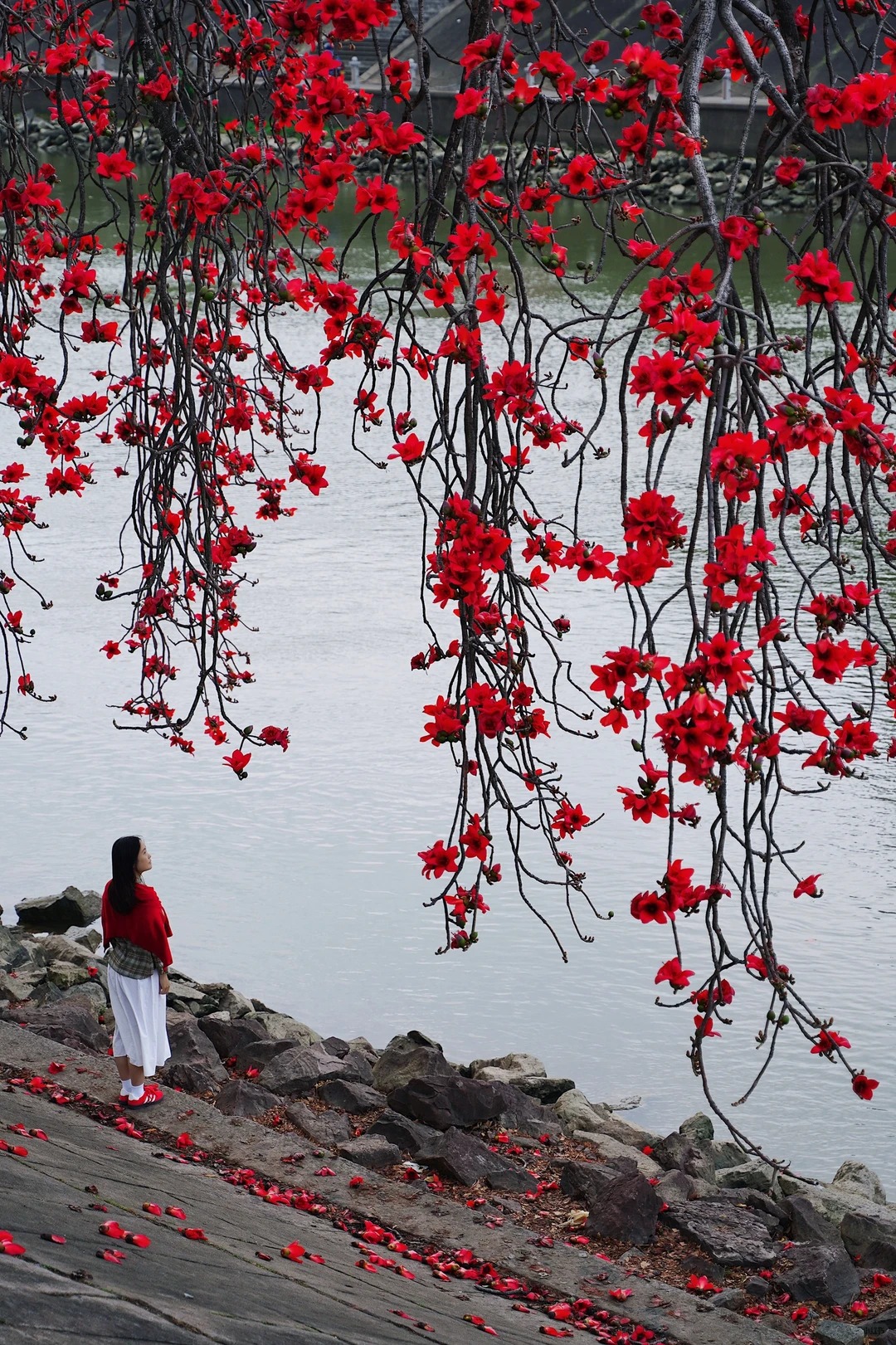 V&igrave; sao hoa gạo thắp lửa đỏ rực cả g&oacute;c trời nhưng người xưa dặn tuyệt đối kh&ocirc;ng trồng s&aacute;t nh&agrave; hay cắm l&agrave;m cảnh?- Ảnh 7.