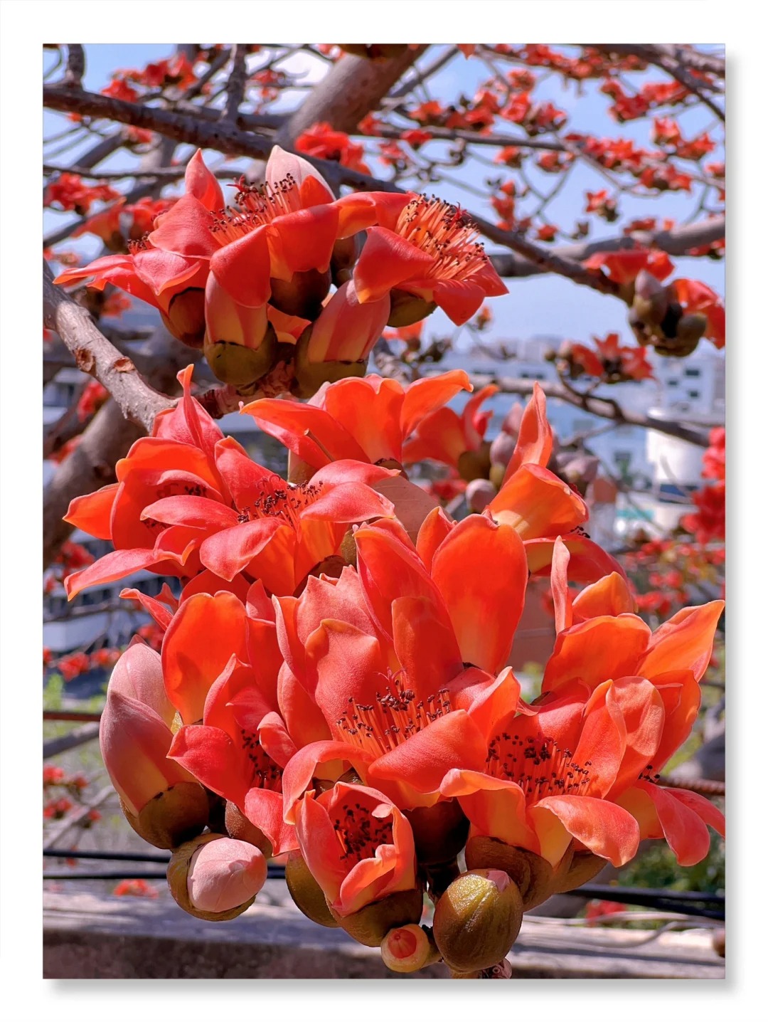 V&igrave; sao hoa gạo thắp lửa đỏ rực cả g&oacute;c trời nhưng người xưa dặn tuyệt đối kh&ocirc;ng trồng s&aacute;t nh&agrave; hay cắm l&agrave;m cảnh?- Ảnh 3.