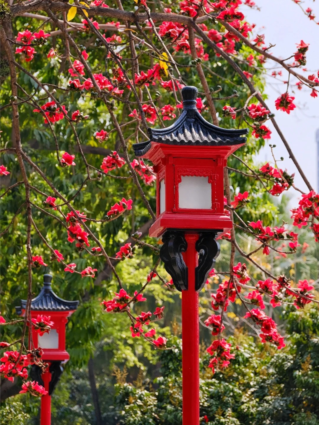 V&igrave; sao hoa gạo thắp lửa đỏ rực cả g&oacute;c trời nhưng người xưa dặn tuyệt đối kh&ocirc;ng trồng s&aacute;t nh&agrave; hay cắm l&agrave;m cảnh?- Ảnh 4.