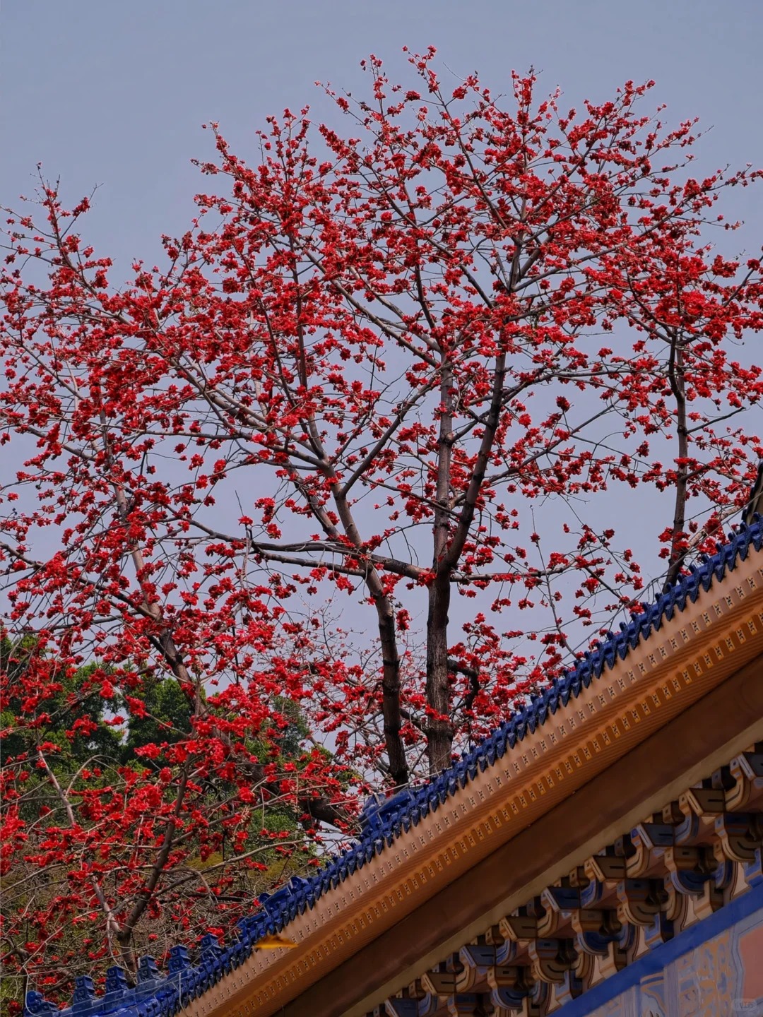 V&igrave; sao hoa gạo thắp lửa đỏ rực cả g&oacute;c trời nhưng người xưa dặn tuyệt đối kh&ocirc;ng trồng s&aacute;t nh&agrave; hay cắm l&agrave;m cảnh?- Ảnh 9.