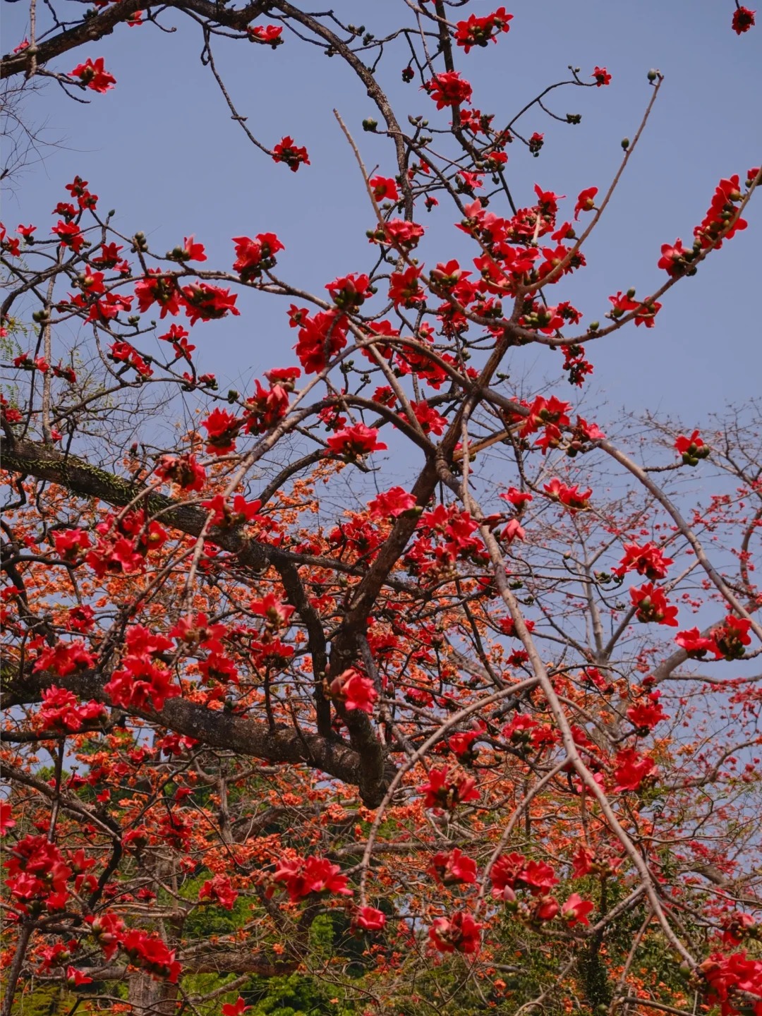 V&igrave; sao hoa gạo thắp lửa đỏ rực cả g&oacute;c trời nhưng người xưa dặn tuyệt đối kh&ocirc;ng trồng s&aacute;t nh&agrave; hay cắm l&agrave;m cảnh?- Ảnh 10.