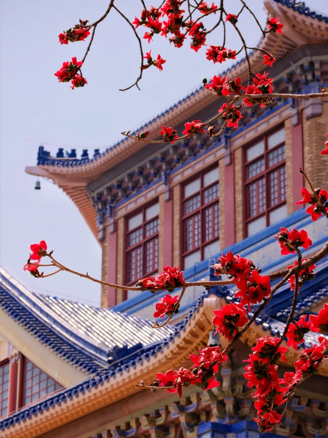 V&igrave; sao hoa gạo thắp lửa đỏ rực cả g&oacute;c trời nhưng người xưa dặn tuyệt đối kh&ocirc;ng trồng s&aacute;t nh&agrave; hay cắm l&agrave;m cảnh?- Ảnh 11.