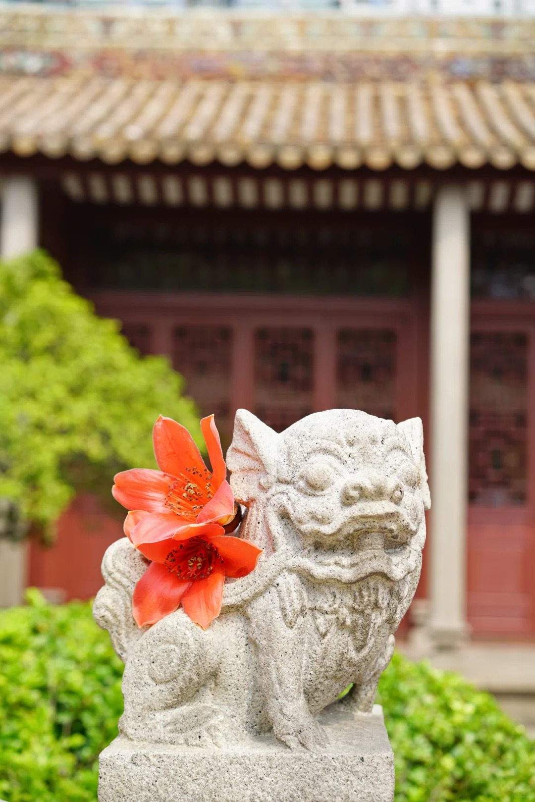 V&igrave; sao hoa gạo thắp lửa đỏ rực cả g&oacute;c trời nhưng người xưa dặn tuyệt đối kh&ocirc;ng trồng s&aacute;t nh&agrave; hay cắm l&agrave;m cảnh?- Ảnh 12.