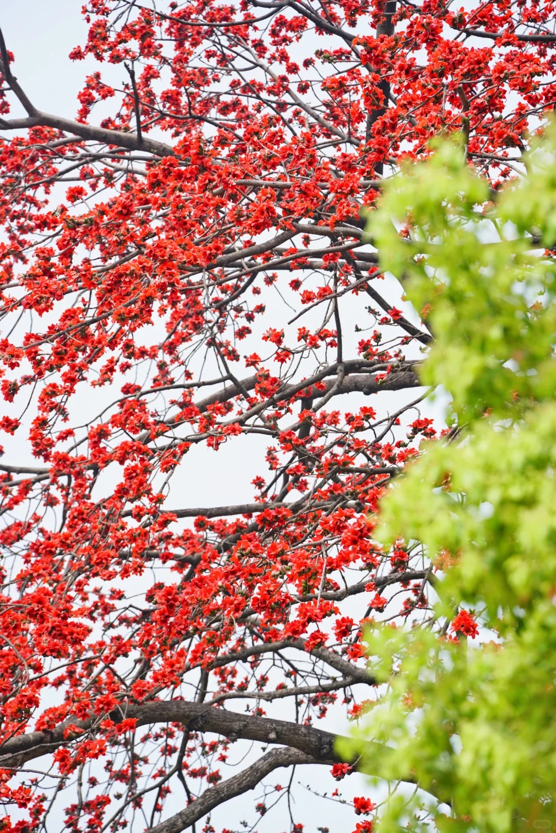 V&igrave; sao hoa gạo thắp lửa đỏ rực cả g&oacute;c trời nhưng người xưa dặn tuyệt đối kh&ocirc;ng trồng s&aacute;t nh&agrave; hay cắm l&agrave;m cảnh?- Ảnh 5.