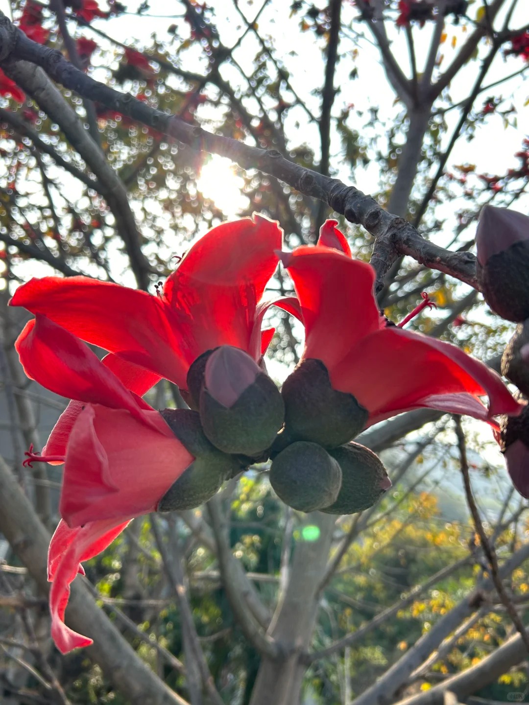 V&igrave; sao hoa gạo thắp lửa đỏ rực cả g&oacute;c trời nhưng người xưa dặn tuyệt đối kh&ocirc;ng trồng s&aacute;t nh&agrave; hay cắm l&agrave;m cảnh?- Ảnh 27.