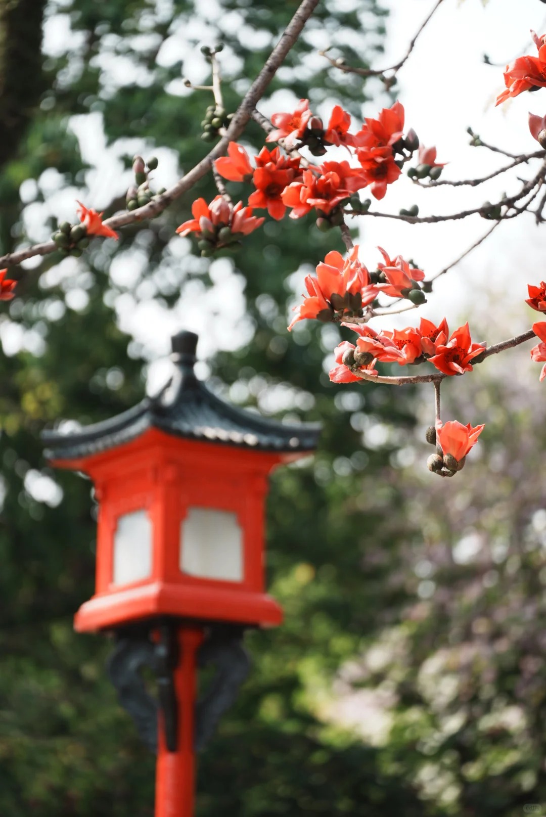 V&igrave; sao hoa gạo thắp lửa đỏ rực cả g&oacute;c trời nhưng người xưa dặn tuyệt đối kh&ocirc;ng trồng s&aacute;t nh&agrave; hay cắm l&agrave;m cảnh?- Ảnh 6.