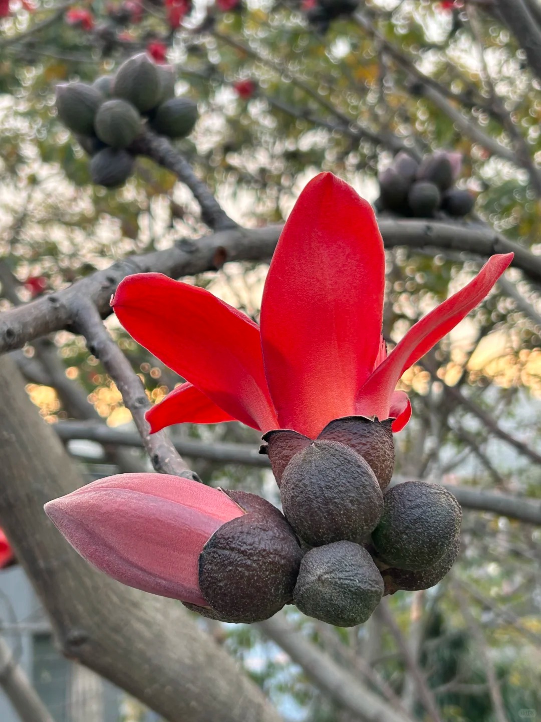 V&igrave; sao hoa gạo thắp lửa đỏ rực cả g&oacute;c trời nhưng người xưa dặn tuyệt đối kh&ocirc;ng trồng s&aacute;t nh&agrave; hay cắm l&agrave;m cảnh?- Ảnh 30.