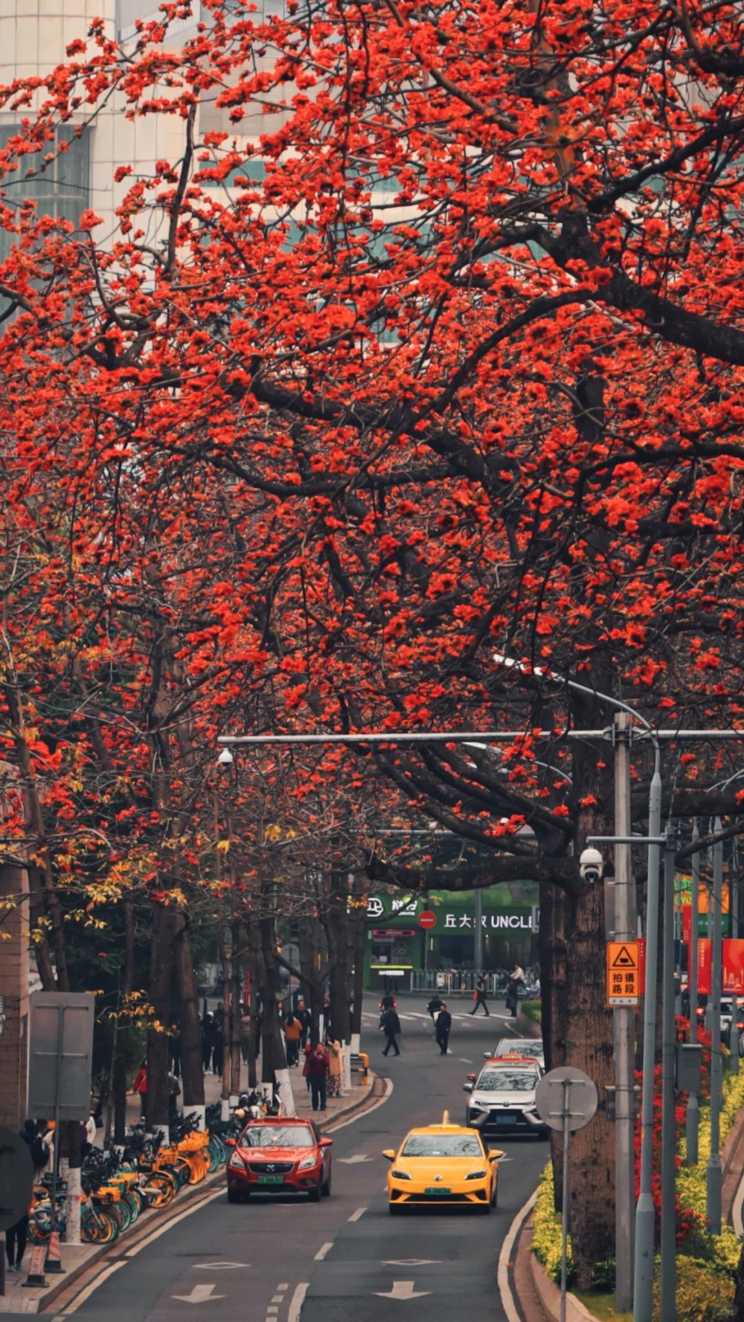 V&igrave; sao hoa gạo thắp lửa đỏ rực cả g&oacute;c trời nhưng người xưa dặn tuyệt đối kh&ocirc;ng trồng s&aacute;t nh&agrave; hay cắm l&agrave;m cảnh?- Ảnh 19.