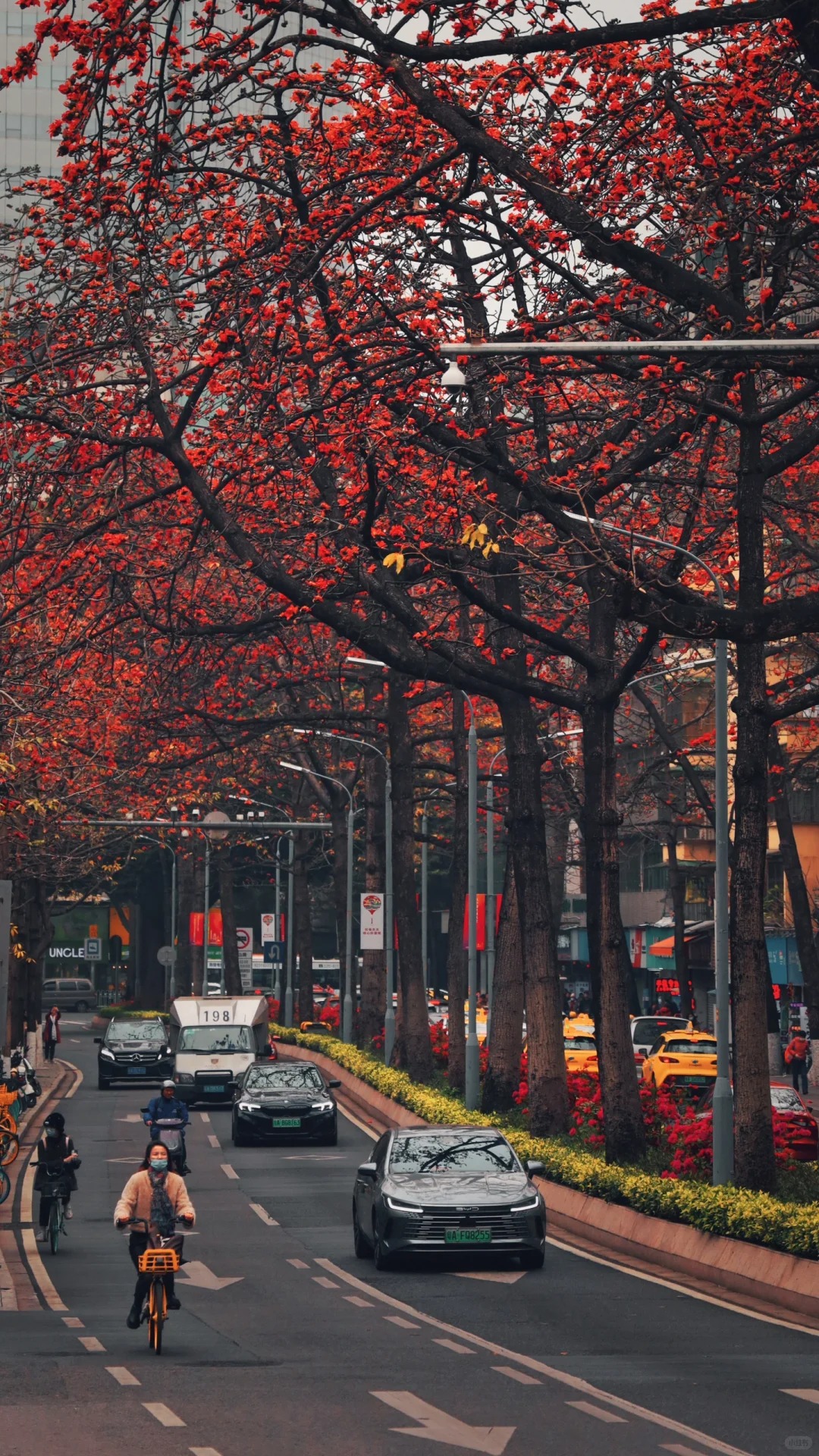 V&igrave; sao hoa gạo thắp lửa đỏ rực cả g&oacute;c trời nhưng người xưa dặn tuyệt đối kh&ocirc;ng trồng s&aacute;t nh&agrave; hay cắm l&agrave;m cảnh?- Ảnh 20.