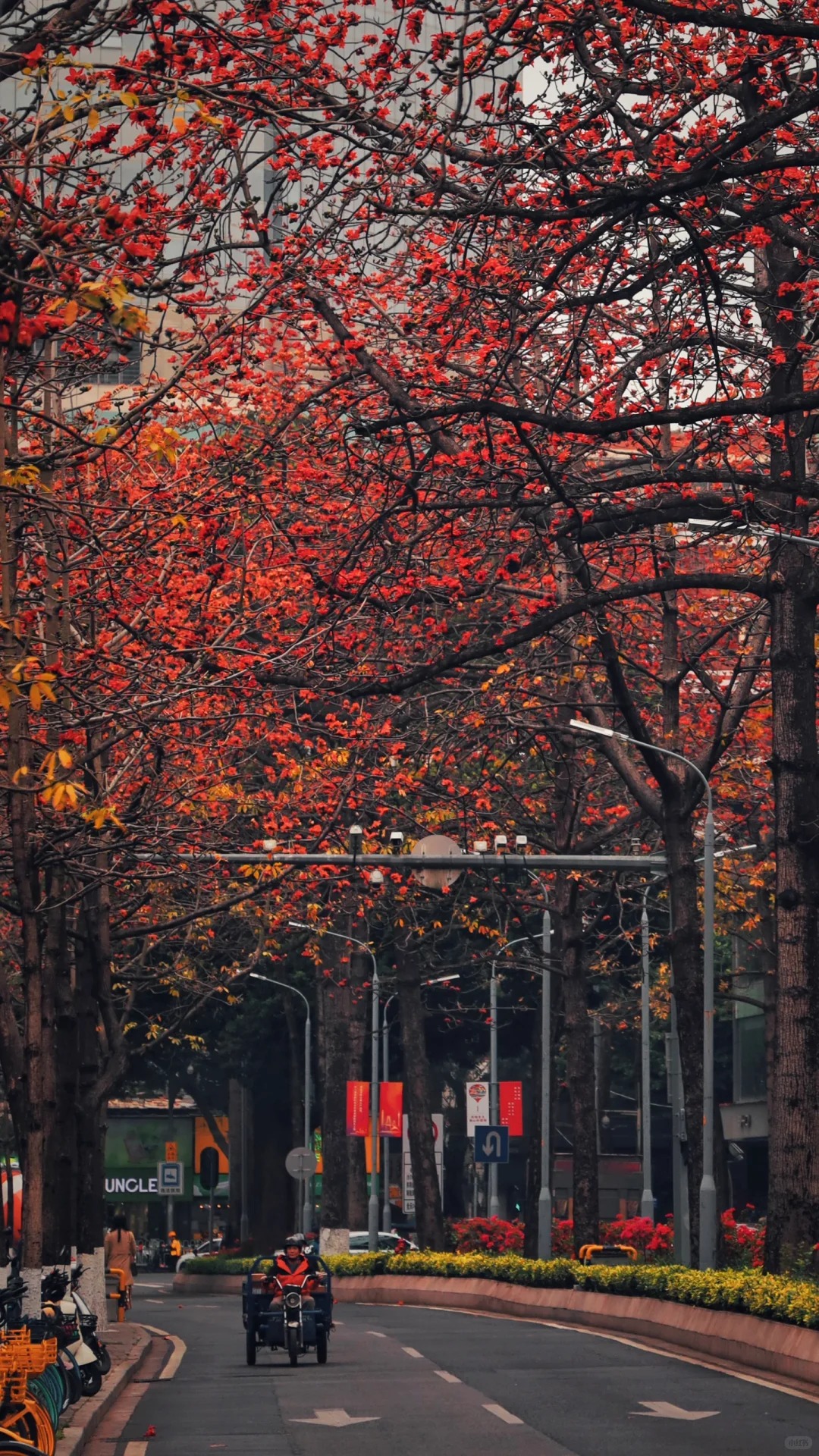 V&igrave; sao hoa gạo thắp lửa đỏ rực cả g&oacute;c trời nhưng người xưa dặn tuyệt đối kh&ocirc;ng trồng s&aacute;t nh&agrave; hay cắm l&agrave;m cảnh?- Ảnh 21.