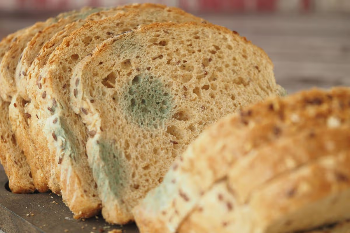 Ăn bánh mì mốc có sao không? 3 chuyên gia lên tiếng, câu trả lời khiến nhiều người rùng mình- Ảnh 1. Ăn bánh mì mốc có sao không? 3 chuyên gia lên tiếng, câu trả lời khiến nhiều người rùng mình- Ảnh 1.