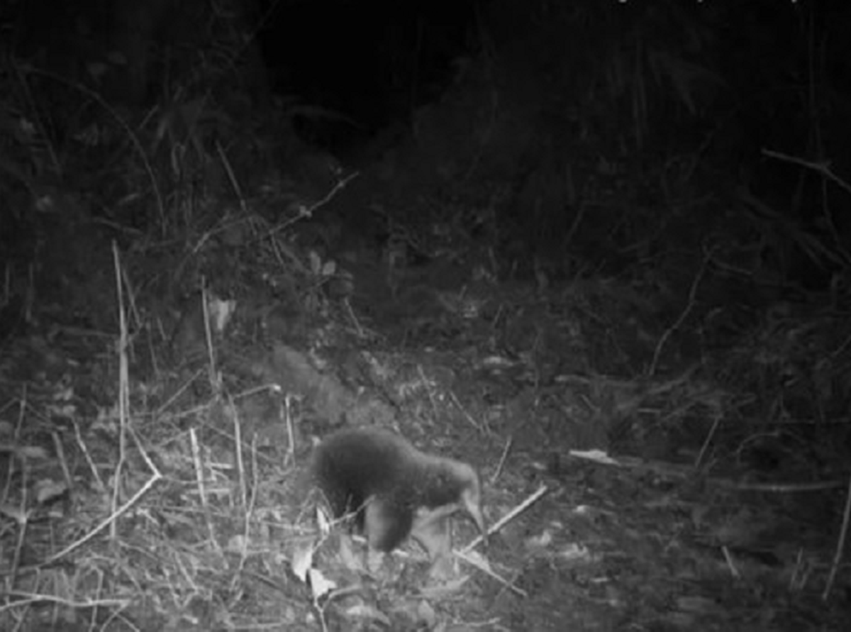 Lo&agrave;i vật qu&yacute; hiếm bậc nhất h&agrave;nh tinh, tuyệt t&iacute;ch 60 năm bất ngờ "t&aacute;i xuất" một c&aacute;ch b&iacute; ẩn- Ảnh 1.