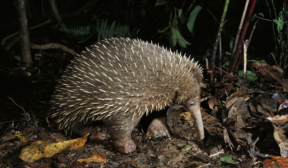Lo&agrave;i vật qu&yacute; hiếm bậc nhất h&agrave;nh tinh, tuyệt t&iacute;ch 60 năm bất ngờ "t&aacute;i xuất" một c&aacute;ch b&iacute; ẩn- Ảnh 3.