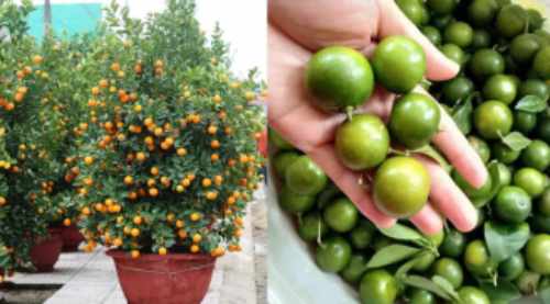 Chớ dại m&agrave; tận dụng những thứ n&agrave;y sau Tết kẻo ngộ độc, rước họa v&agrave;o th&acirc;n- Ảnh 3.