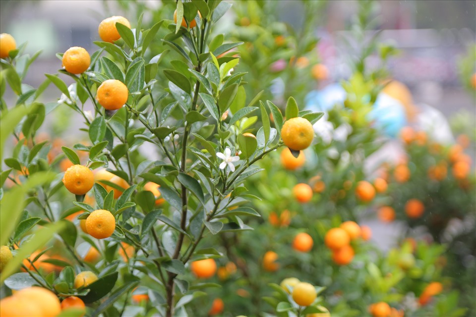 Chớ dại m&agrave; tận dụng những thứ n&agrave;y sau Tết kẻo ngộ độc, rước họa v&agrave;o th&acirc;n- Ảnh 1.