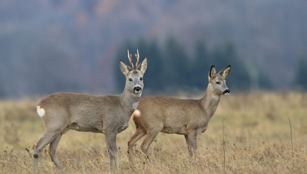 Đừng vội tin v&agrave;o mắt m&igrave;nh, h&agrave;ng ng&agrave;n lo&agrave;i động vật đang đội lốt nhau để che giấu th&acirc;n phận thật sự- Ảnh 1.