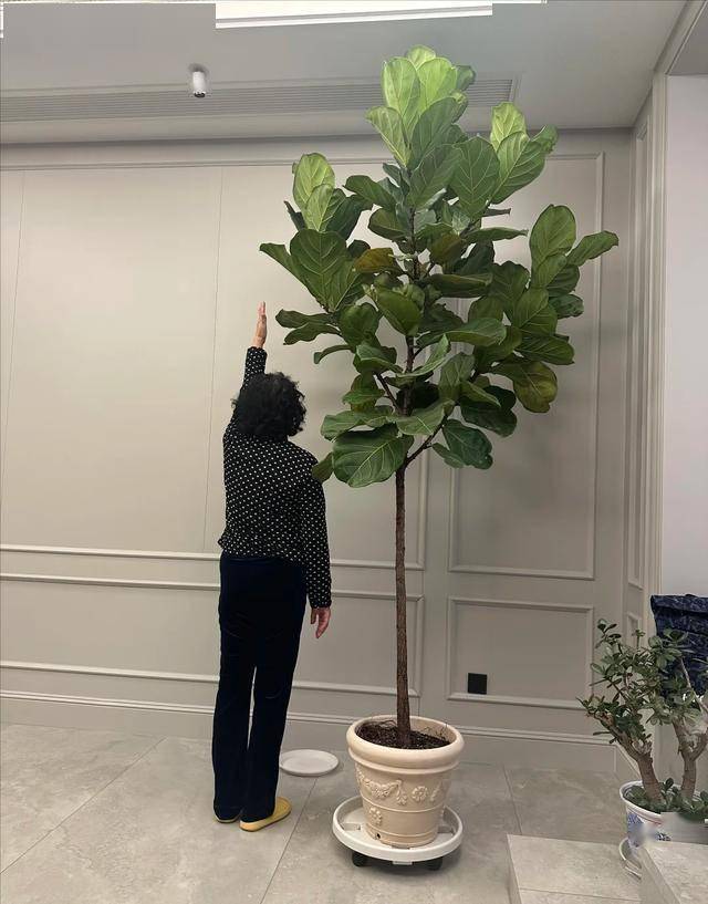 Người xưa dặn "C&acirc;y &acirc;m kh&ocirc;ng v&agrave;o nh&agrave;, c&acirc;y dương kh&ocirc;ng trồng mộ": Nghe th&igrave; t&acirc;m linh nhưng sự thật lại v&ocirc; c&ugrave;ng khoa học!- Ảnh 2.