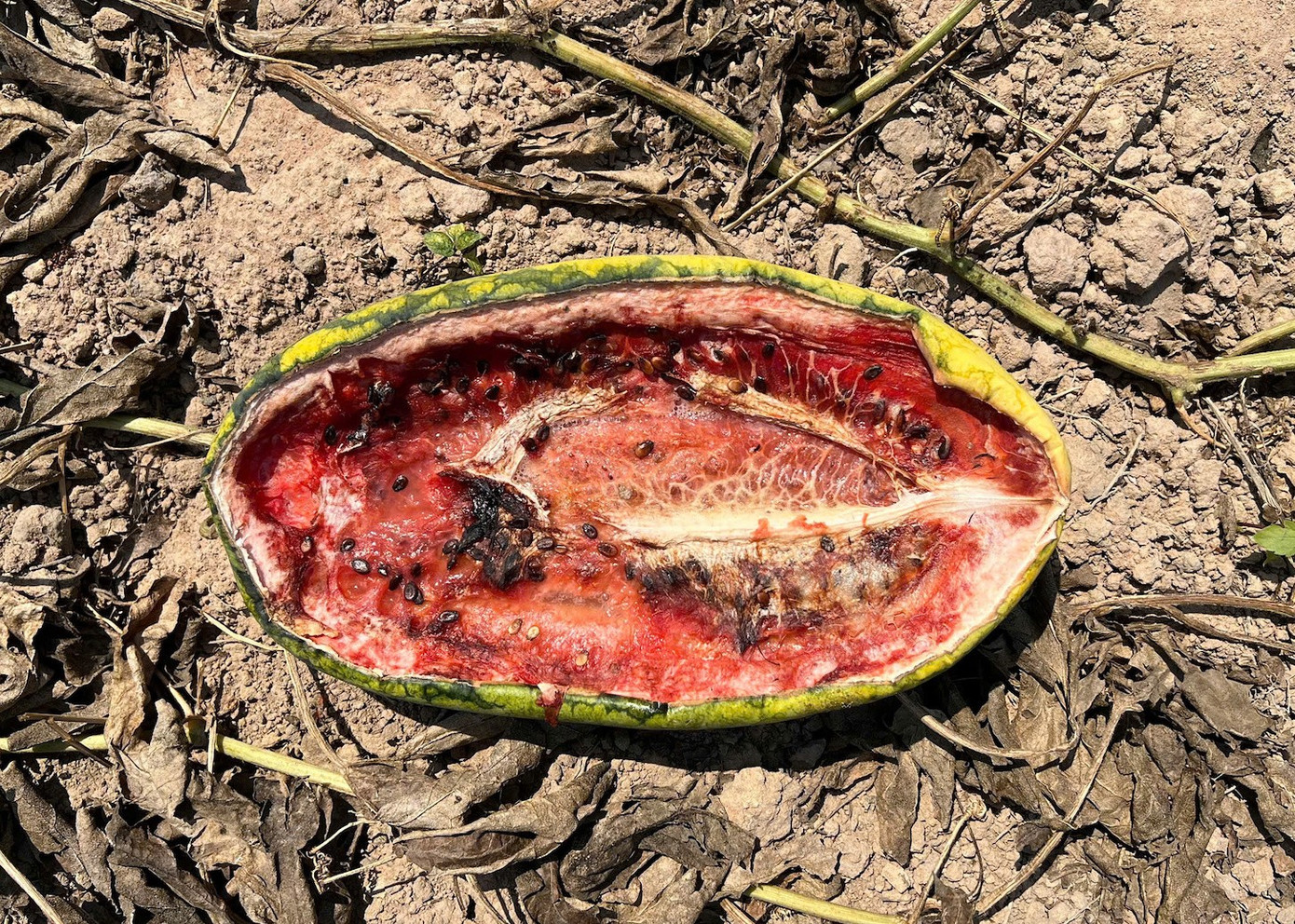 Ruộng dưa hấu hơn 200 tấn bị bỏ thối v&igrave; tranh chấp d&acirc;n sự- Ảnh 8.