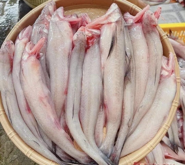 Loại cá mềm như cháo đang "cháy hàng" ngày đầu năm: Giá 1 triệu đồng/kg, có tiền chưa chắc mua được- Ảnh 4. Loài cá mềm như cháo,