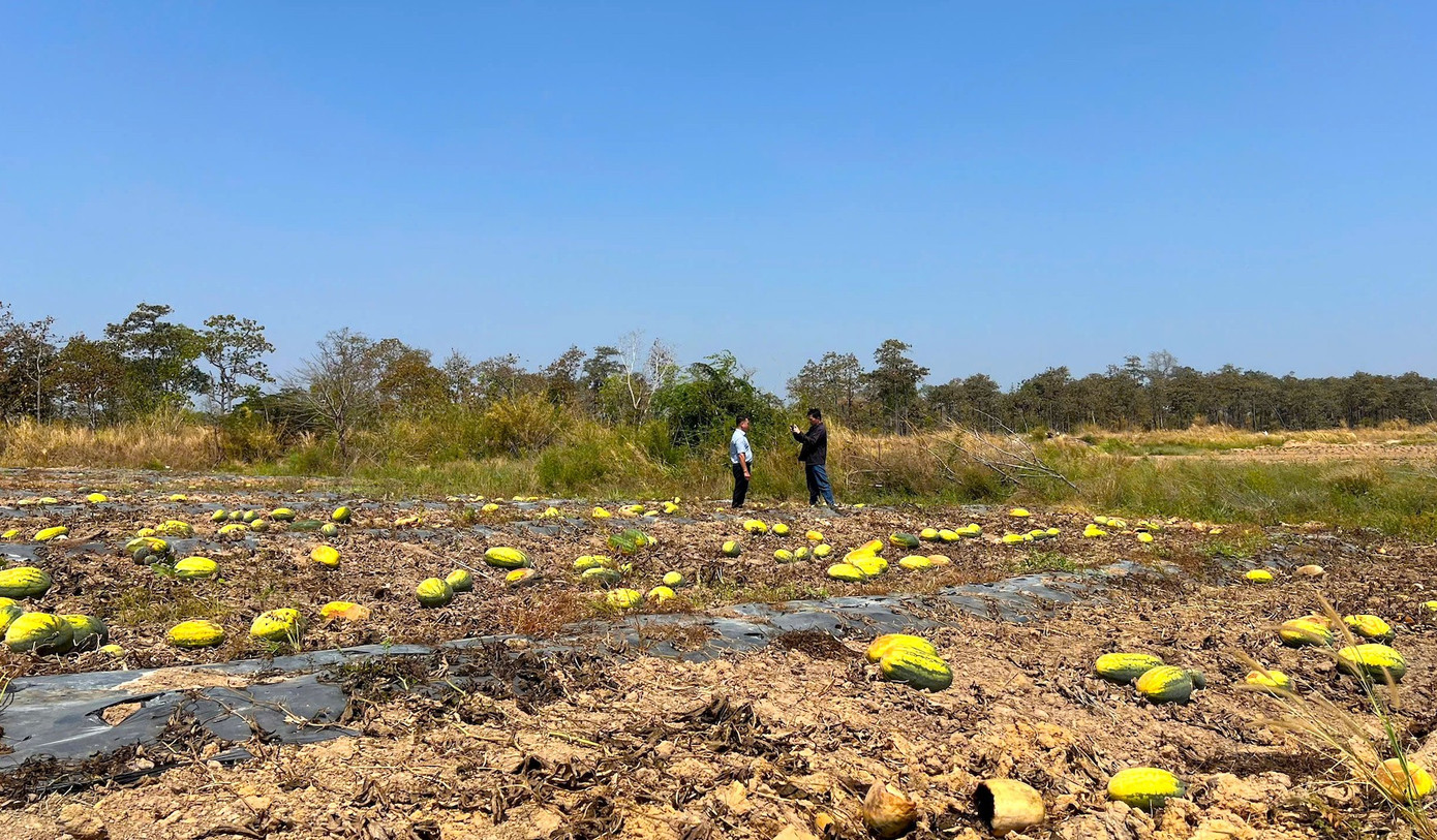 Ruộng dưa hấu hơn 200 tấn bị bỏ thối v&igrave; tranh chấp d&acirc;n sự- Ảnh 16.