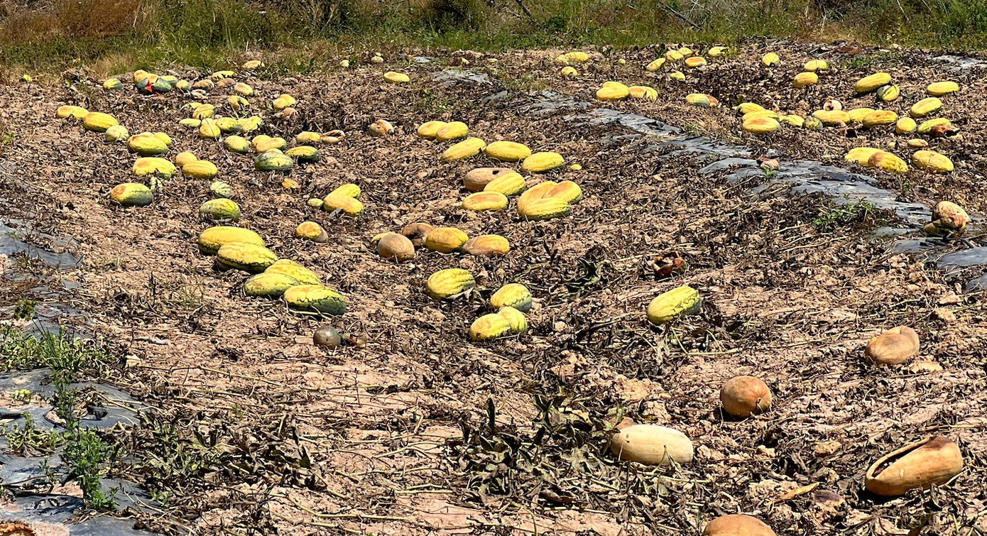 Ruộng dưa hấu hơn 200 tấn bị bỏ thối v&igrave; tranh chấp d&acirc;n sự- Ảnh 14.