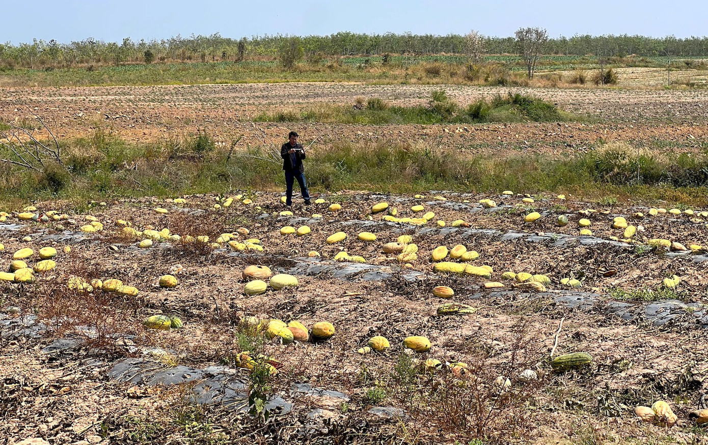Ruộng dưa hấu hơn 200 tấn bị bỏ thối v&igrave; tranh chấp d&acirc;n sự- Ảnh 18.