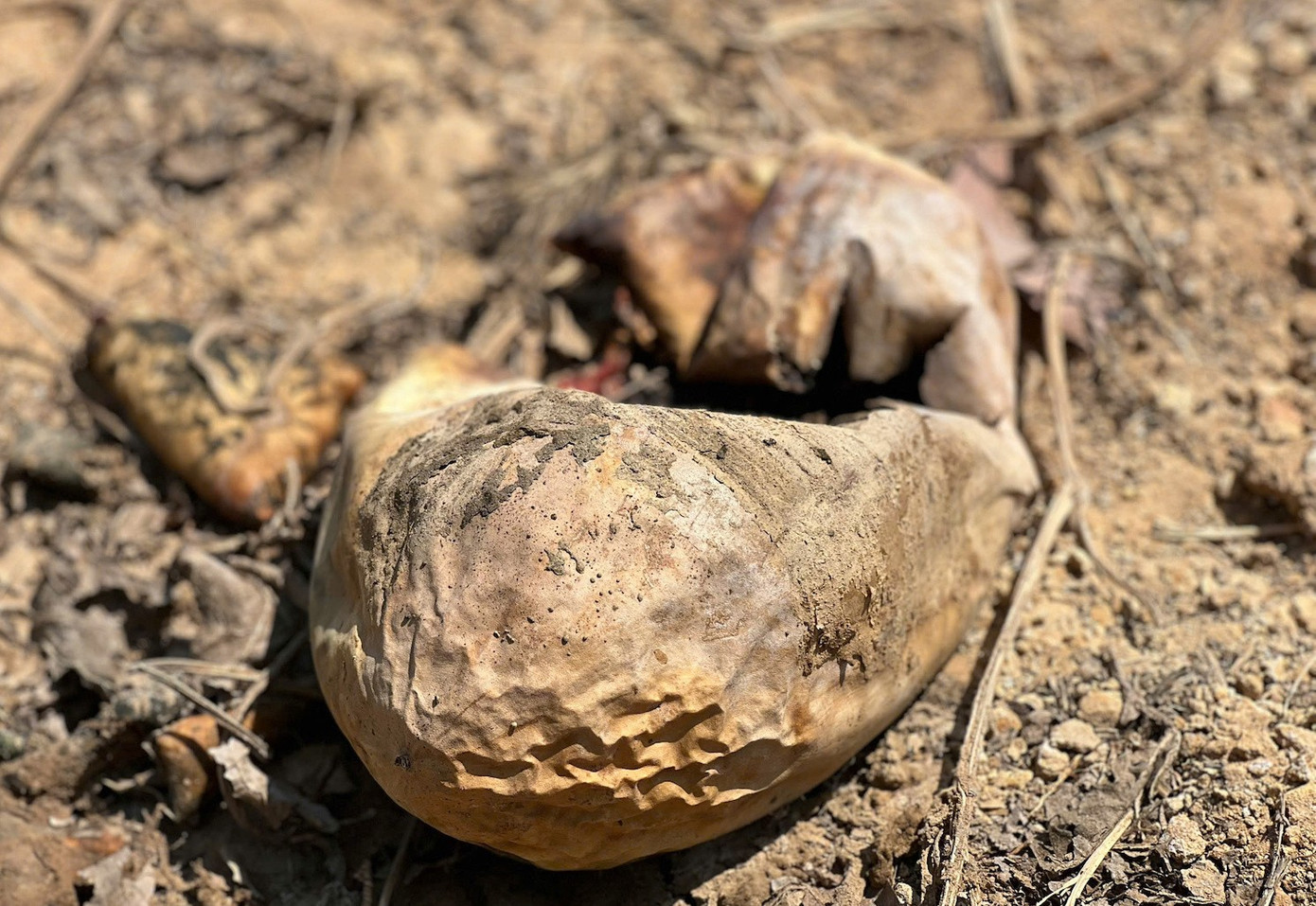 Ruộng dưa hấu hơn 200 tấn bị bỏ thối v&igrave; tranh chấp d&acirc;n sự- Ảnh 11.