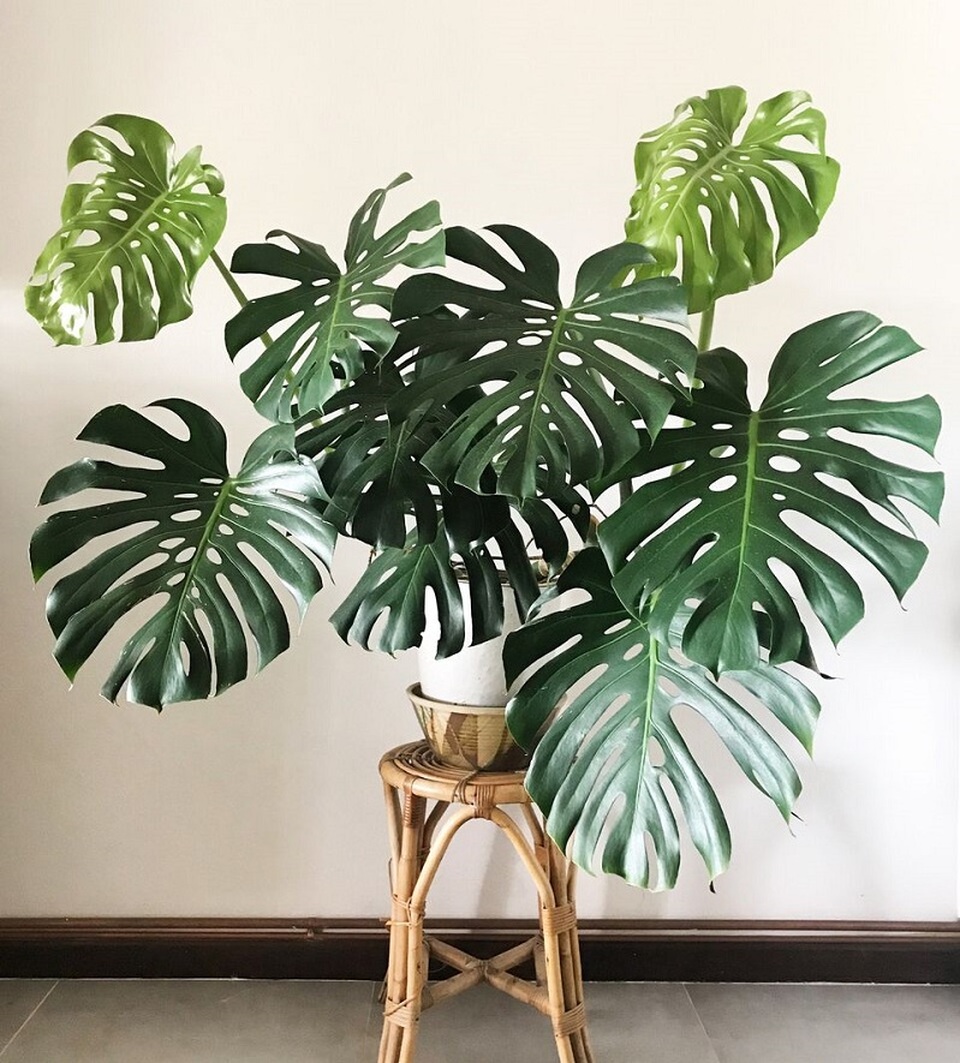 5 loại c&acirc;y gi&uacute;p cải thiện t&acirc;m trạng, l&agrave;m bừng s&aacute;ng kh&ocirc;ng gian sống: Rất n&ecirc;n trồng trong nh&agrave; dịp đầu năm- Ảnh 5.