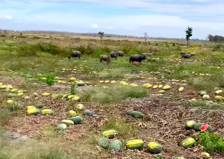 Ruộng dưa hấu hơn 200 tấn bị bỏ thối v&igrave; tranh chấp d&acirc;n sự- Ảnh 7.