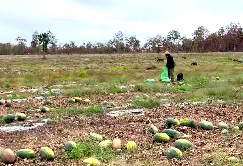 Ruộng dưa hấu hơn 200 tấn bị bỏ thối v&igrave; tranh chấp d&acirc;n sự- Ảnh 6.