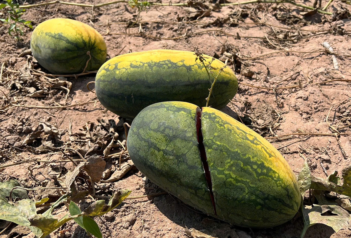Ruộng dưa hấu hơn 200 tấn bị bỏ thối v&igrave; tranh chấp d&acirc;n sự- Ảnh 9.