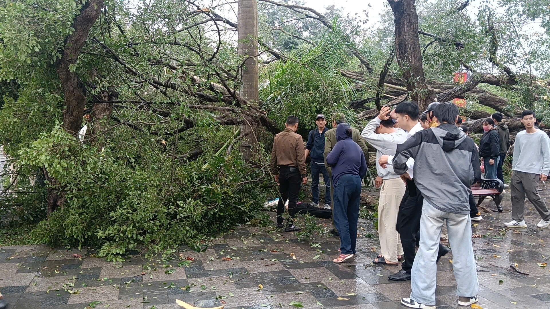 VIDEO: C&acirc;y cổ thụ đối diện đền Qu&aacute;n Th&aacute;nh bất ngờ bật gốc, đổ xuống đường Thanh Ni&ecirc;n- Ảnh 2.
