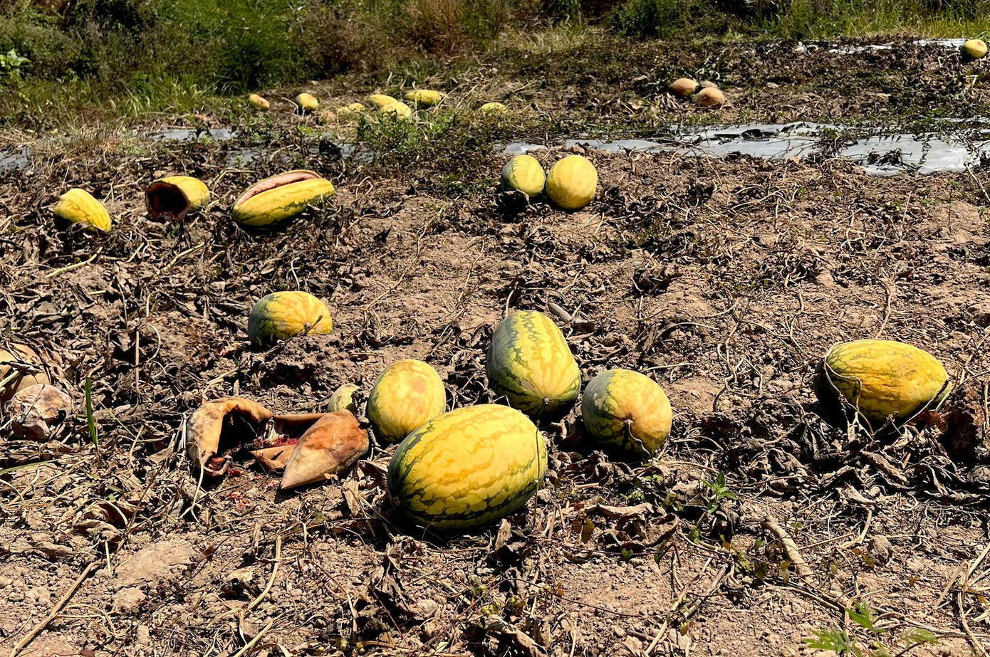 Ruộng dưa hấu hơn 200 tấn bị bỏ thối v&igrave; tranh chấp d&acirc;n sự- Ảnh 13.