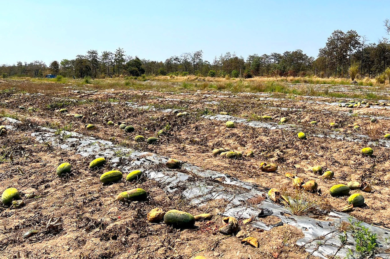 Ruộng dưa hấu hơn 200 tấn bị bỏ thối v&igrave; tranh chấp d&acirc;n sự- Ảnh 15.