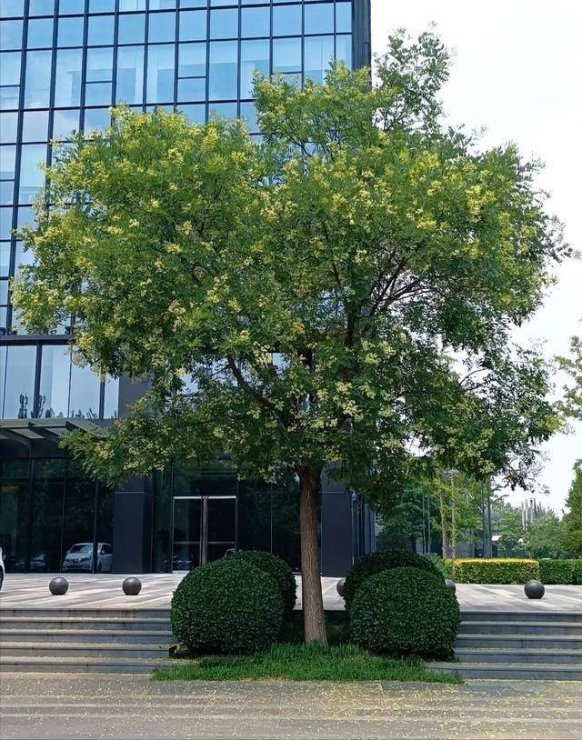 Người xưa dặn "C&acirc;y &acirc;m kh&ocirc;ng v&agrave;o nh&agrave;, c&acirc;y dương kh&ocirc;ng trồng mộ": Nghe th&igrave; t&acirc;m linh nhưng sự thật lại v&ocirc; c&ugrave;ng khoa học!- Ảnh 3.