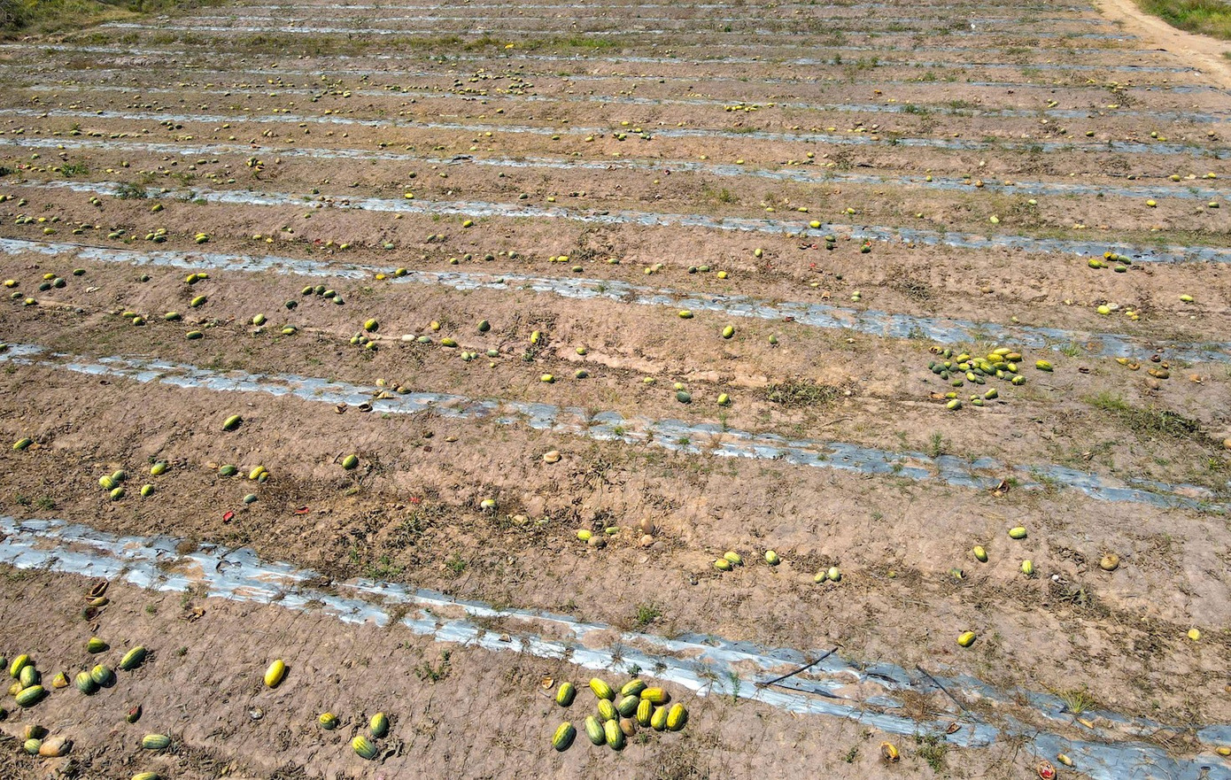 Ruộng dưa hấu hơn 200 tấn bị bỏ thối v&igrave; tranh chấp d&acirc;n sự- Ảnh 3.