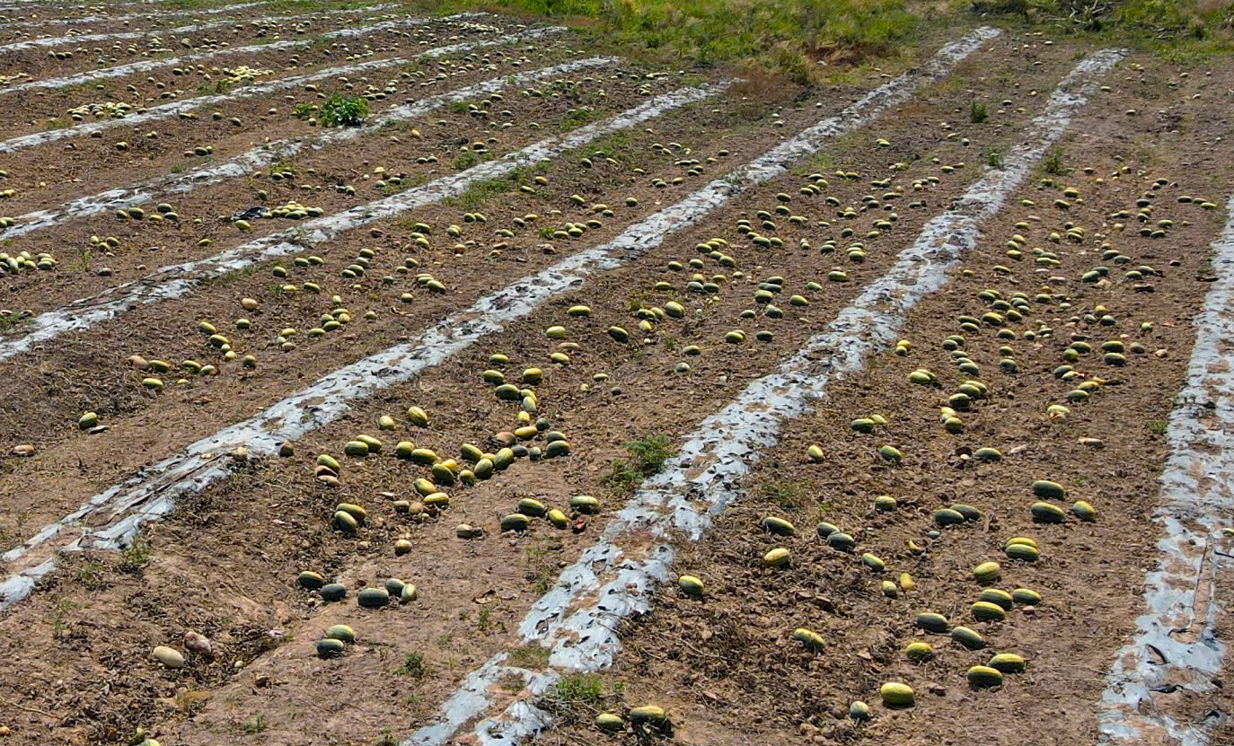 Ruộng dưa hấu hơn 200 tấn bị bỏ thối v&igrave; tranh chấp d&acirc;n sự- Ảnh 2.