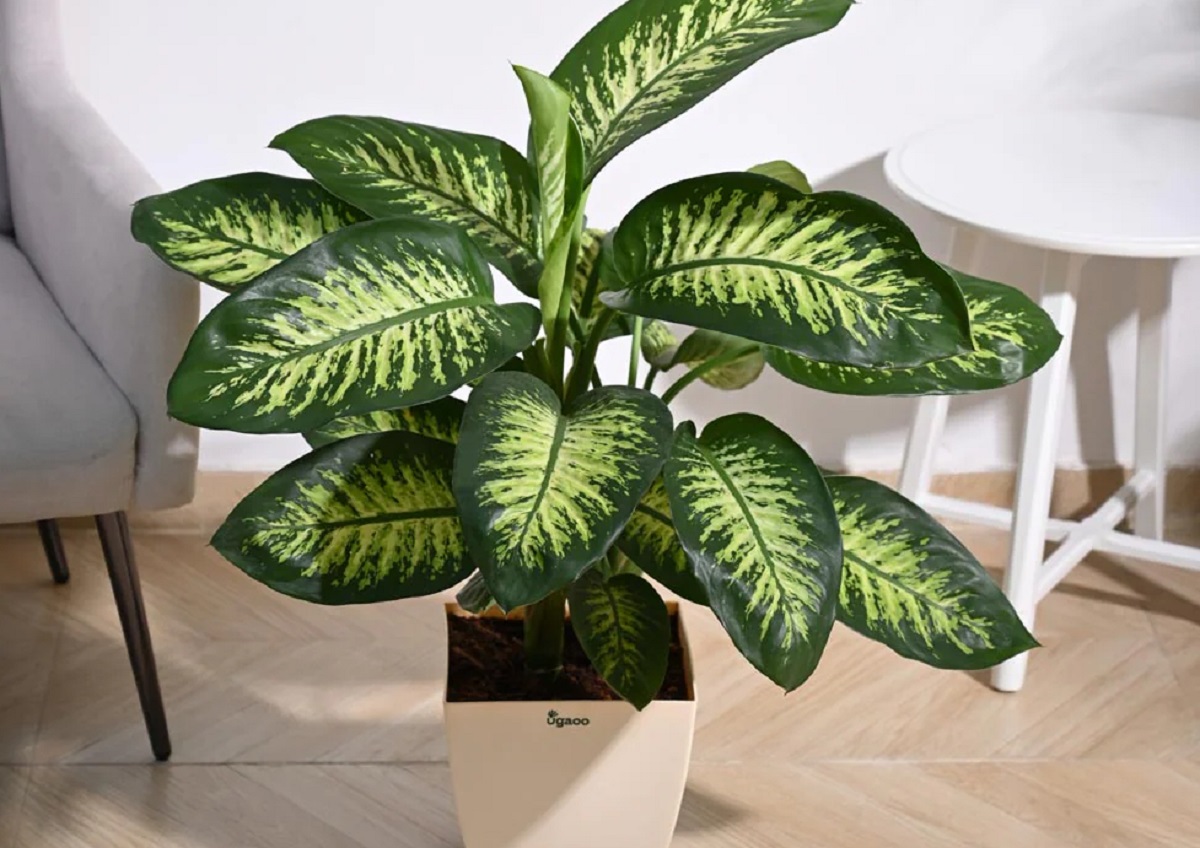 Đừng trồng 3 loại c&acirc;y n&agrave;y trong nh&agrave;- Ảnh 1.