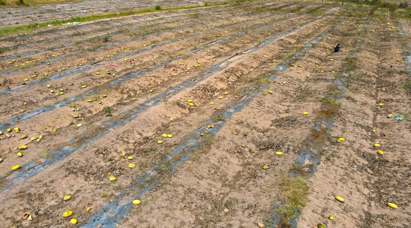 Ruộng dưa hấu hơn 200 tấn bị bỏ thối v&igrave; tranh chấp d&acirc;n sự- Ảnh 5.