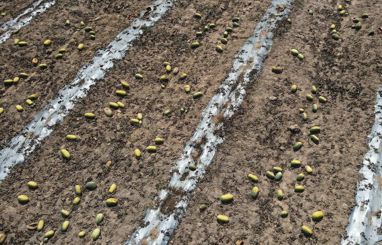 Ruộng dưa hấu hơn 200 tấn bị bỏ thối v&igrave; tranh chấp d&acirc;n sự- Ảnh 4.