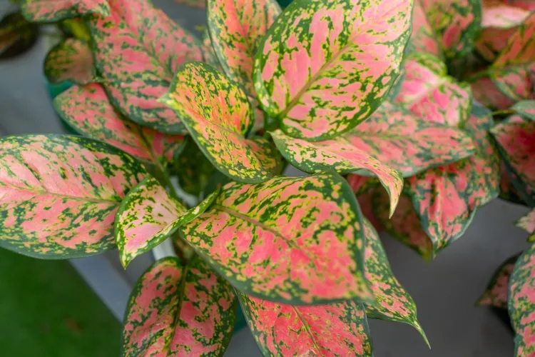 5 loại c&acirc;y gi&uacute;p cải thiện t&acirc;m trạng, l&agrave;m bừng s&aacute;ng kh&ocirc;ng gian sống: Rất n&ecirc;n trồng trong nh&agrave; dịp đầu năm- Ảnh 4.