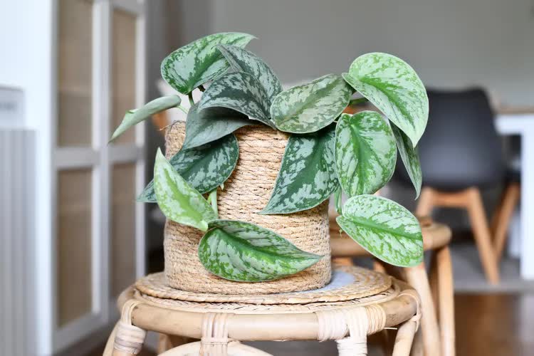 5 loại c&acirc;y gi&uacute;p cải thiện t&acirc;m trạng, l&agrave;m bừng s&aacute;ng kh&ocirc;ng gian sống: Rất n&ecirc;n trồng trong nh&agrave; dịp đầu năm- Ảnh 3.