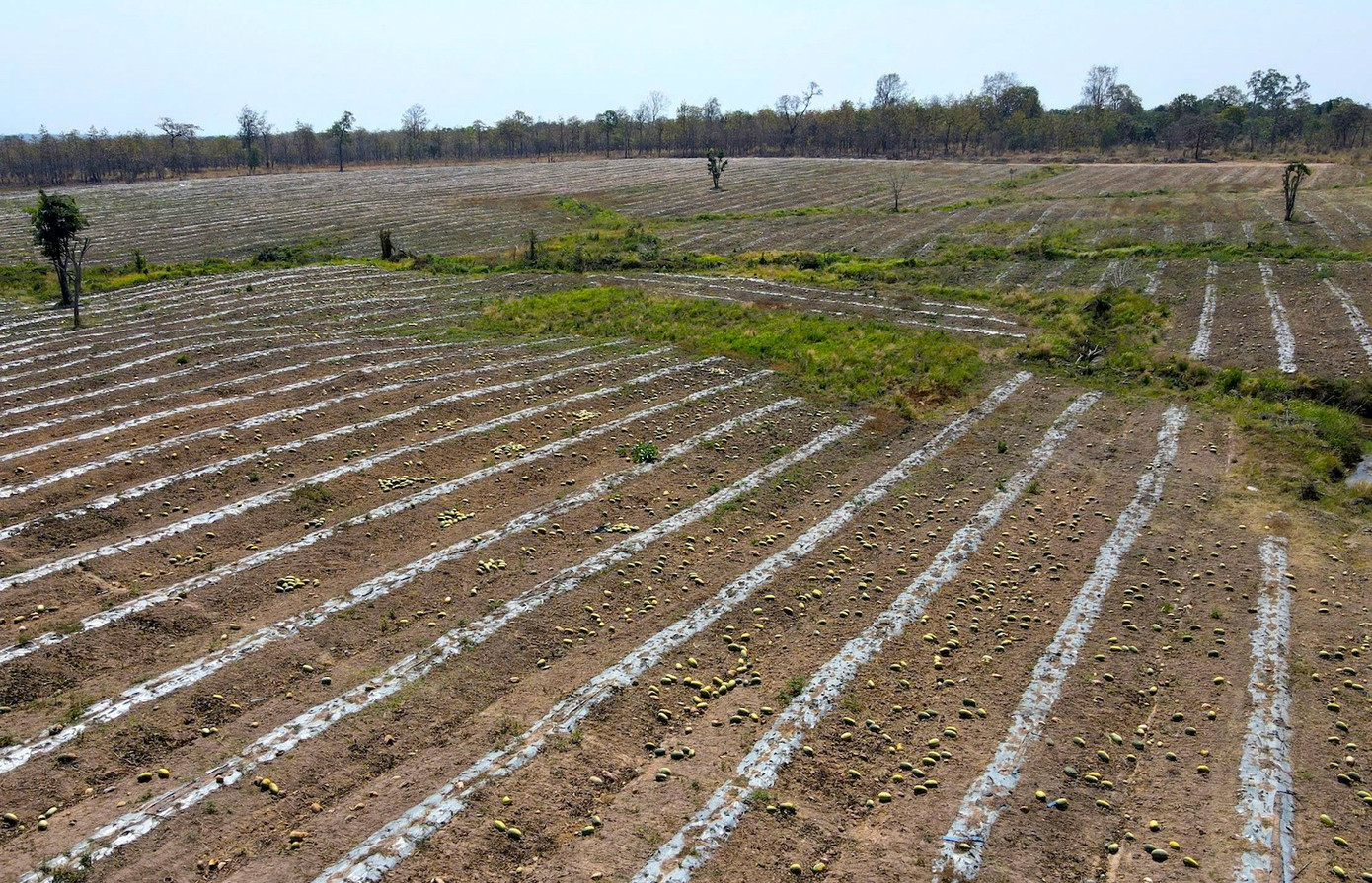 Ruộng dưa hấu hơn 200 tấn bị bỏ thối v&igrave; tranh chấp d&acirc;n sự- Ảnh 1.