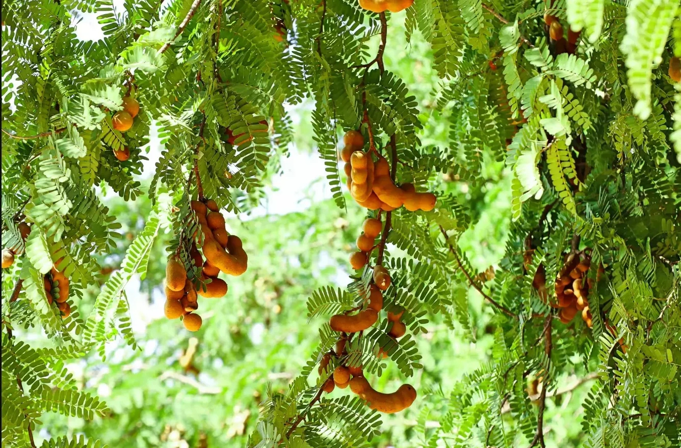 5 loại c&acirc;y mang lại xui xẻo, kh&ocirc;ng n&ecirc;n trồng trong nh&agrave;- Ảnh 1.