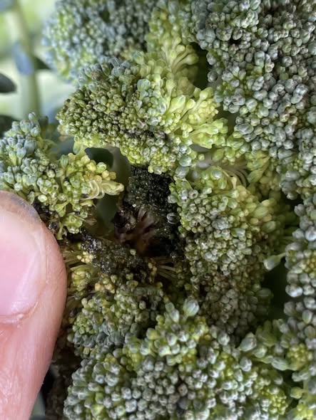 Nhờ lời cảnh báo của lão nông giàu kinh nghiệm, tôi sẽ không bao giờ mua loại bông cải xanh này nữa!- Ảnh 1. Nhờ lời cảnh báo của lão nông giàu kinh nghiệm, tôi sẽ không bao giờ mua loại bông cải xanh này nữa!- Ảnh 1.