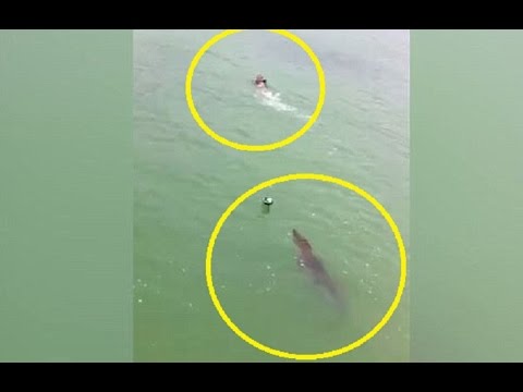 Bơi tại khu dự trữ sinh quyển, nam thanh niên bất ngờ bị "thủy quái" dài 3m truy đuổi- Ảnh 1. Bơi tại khu dự trữ sinh quyển, nam thanh niên bất ngờ bị