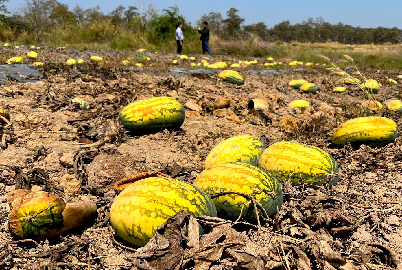 Ruộng dưa hấu hơn 200 tấn bị bỏ thối v&igrave; tranh chấp d&acirc;n sự- Ảnh 12.