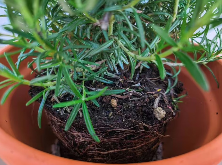 Sai lầm khi trồng c&acirc;y trong chậu khiến c&acirc;y nhanh chết: Người mới rất dễ mắc phải- Ảnh 2.